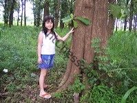 teak_tree_plantation_10