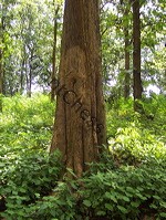 teak_tree_plantation_14