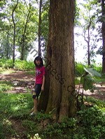 teak_tree_plantation_16