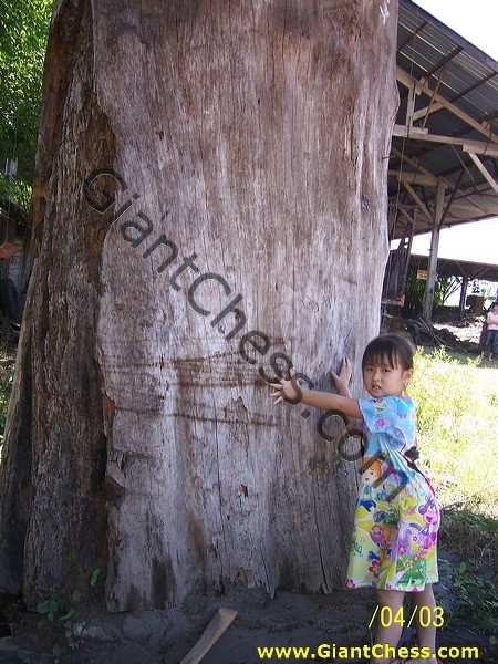 teak_tree_plantation_06.jpg