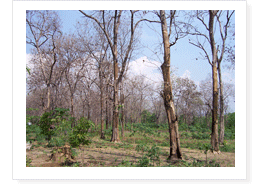 Teak Plantation