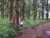teak_tree_plantation_03
