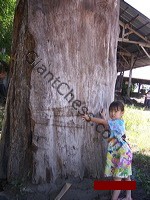 teak_tree_plantation_06