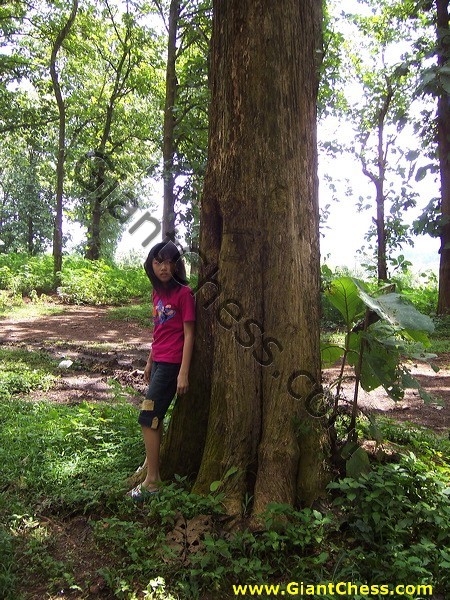 teak_tree_plantation_16.jpg