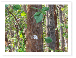 Teak Tree