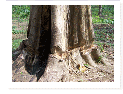 Teak Plantation