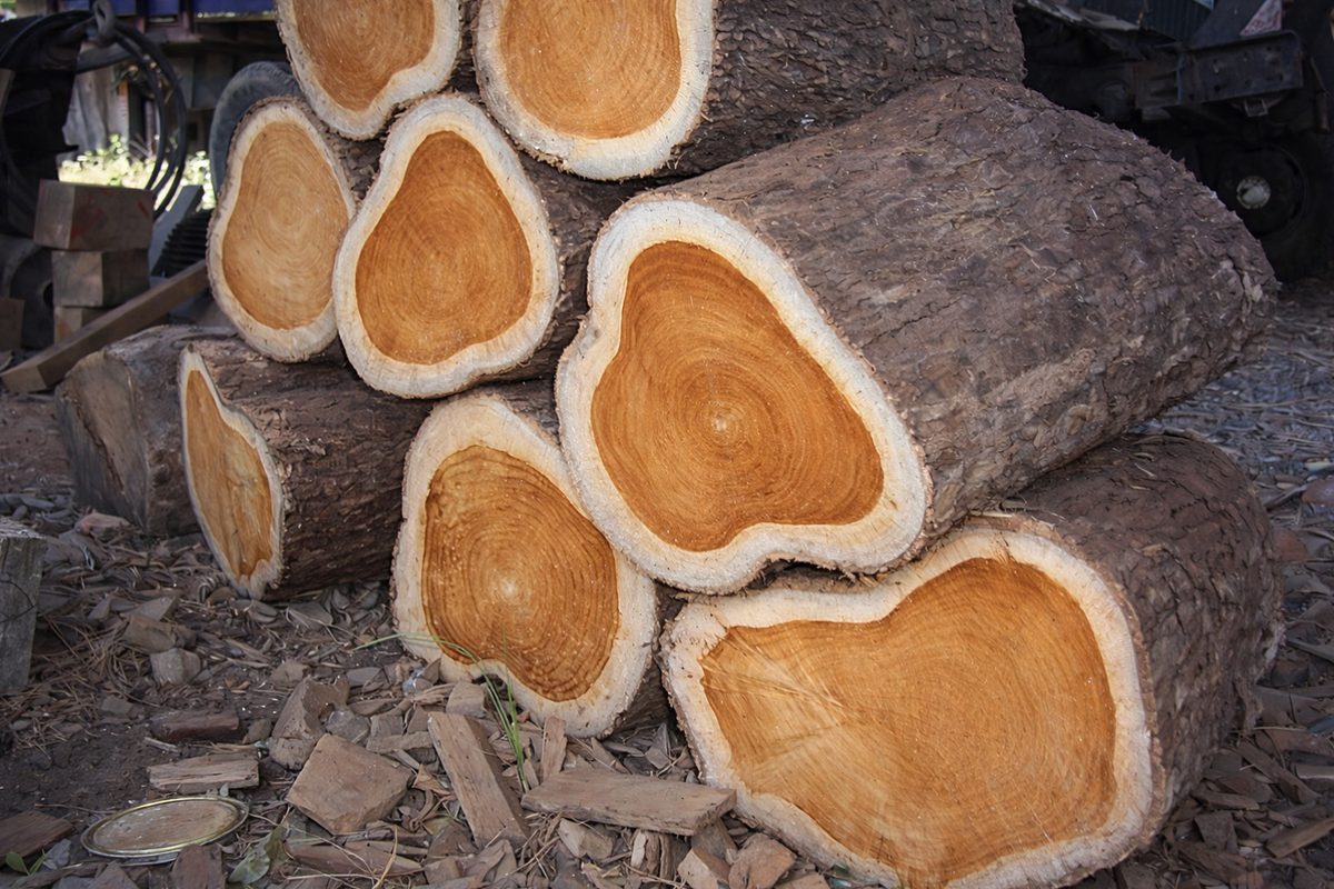 Thumbnail for The Timeless Beauty of Teak: Why Giant Chess Masters Choose Premium Teak Wood