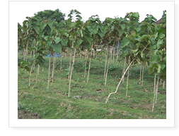 Teak plantation