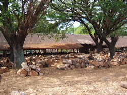 perum_perhutani_03