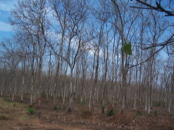 teak forest