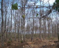 teak_forest_saradan_02