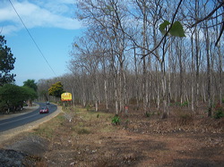 teak_forest_saradan_03