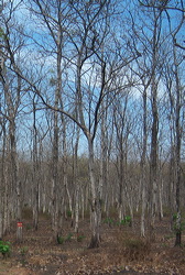teak_forest_saradan_04
