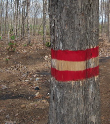 teak_forest_saradan_05