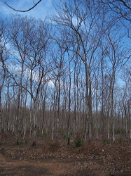 teak_forest_saradan_06