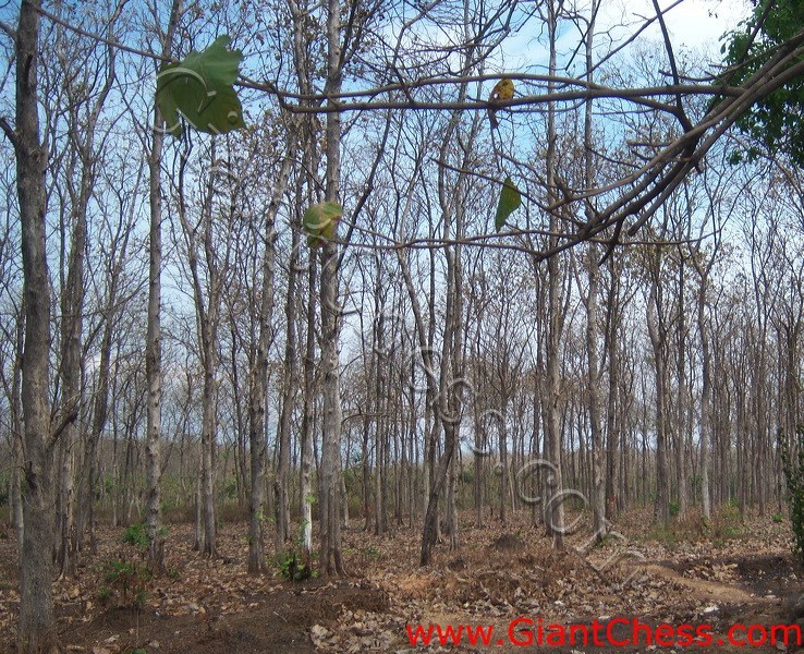 teak_forest_saradan_02.jpg