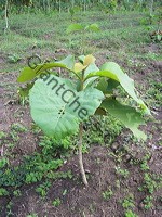 teak_tree_plantation_01