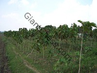 teak_tree_plantation_02