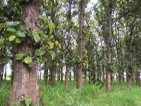 teak_tree_plantation_04