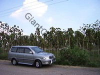 teak_tree_plantation_07