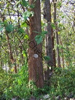 teak_tree_plantation_08