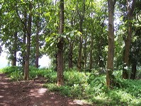 teak_tree_plantation_09