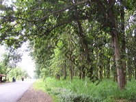 teak_tree_plantation_11