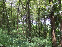 teak_tree_plantation_12