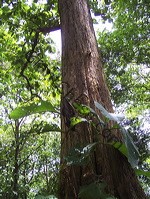teak_tree_plantation_13