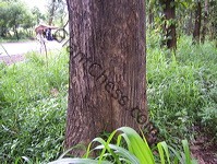 teak_tree_plantation_15