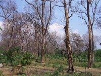 teak_tree_plantation_17