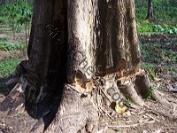 teak_tree_plantation_18