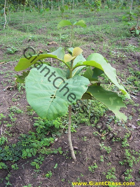 teak_tree_plantation_01.jpg