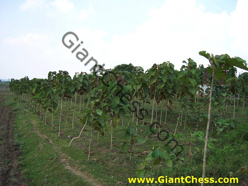teak_tree_plantation_02.jpg