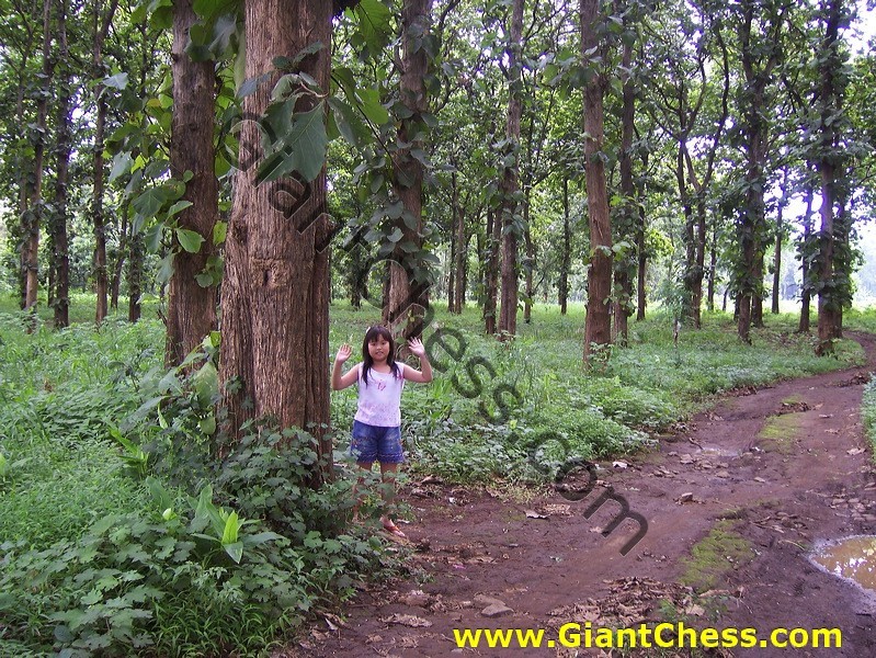 teak_tree_plantation_03.jpg