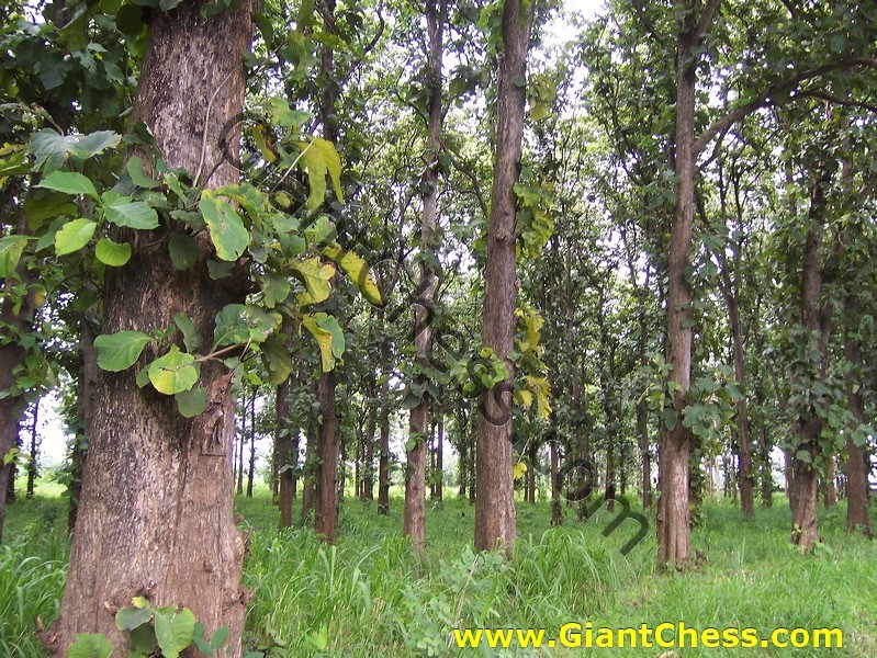 teak_tree_plantation_04.jpg