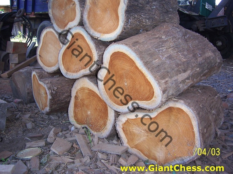 teak_tree_plantation_05.jpg
