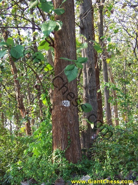 teak_tree_plantation_08.jpg