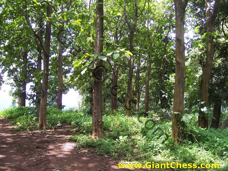teak_tree_plantation_09.jpg