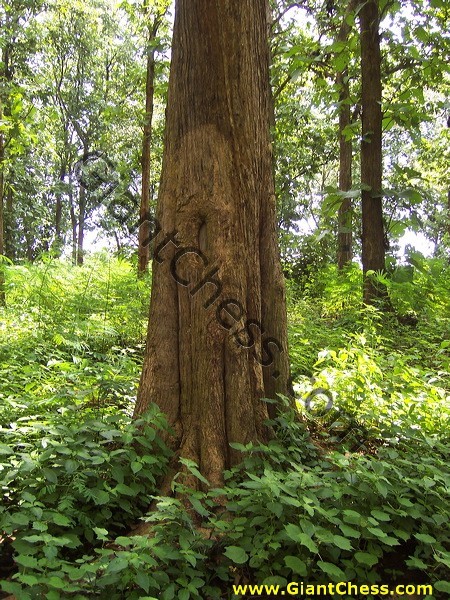 teak_tree_plantation_14.jpg