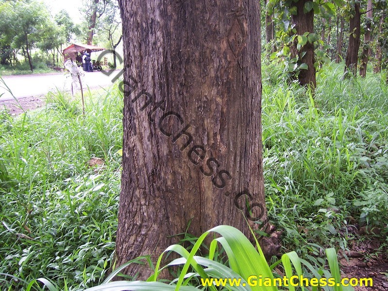 teak_tree_plantation_15.jpg