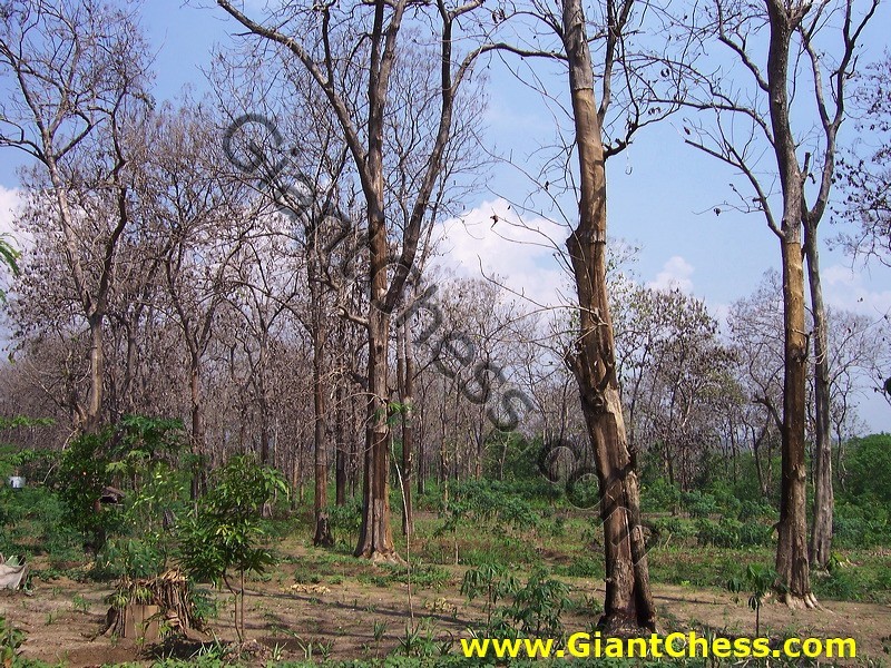 teak_tree_plantation_17.jpg